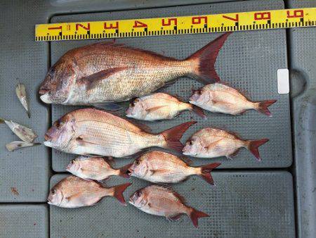 sea boss　シーボス 釣果