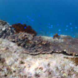 マタウマリンサービス 釣果