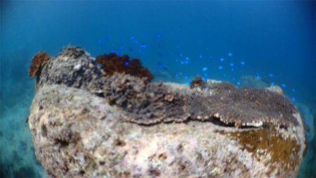 マタウマリンサービス 釣果