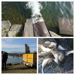 みどりフィッシングエリア 釣果