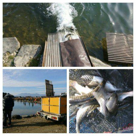 みどりフィッシングエリア 釣果