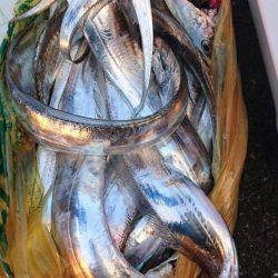 オーフリー 釣果