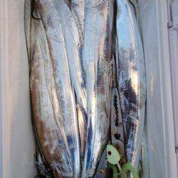 オーフリー 釣果