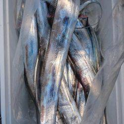 オーフリー 釣果