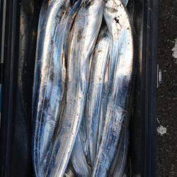 オーフリー 釣果