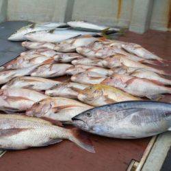 飛燕さくら丸 釣果