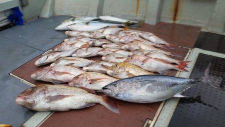 飛燕さくら丸 釣果