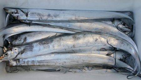 オーフリー 釣果