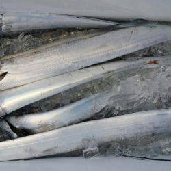 オーフリー 釣果