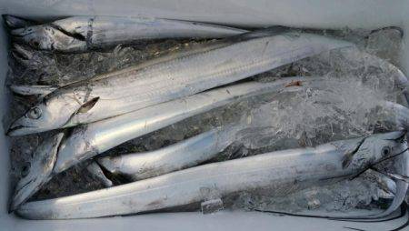 オーフリー 釣果