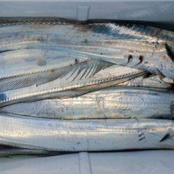 オーフリー 釣果