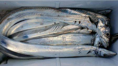 オーフリー 釣果