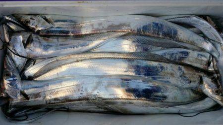 オーフリー 釣果