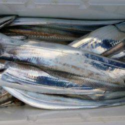 オーフリー 釣果