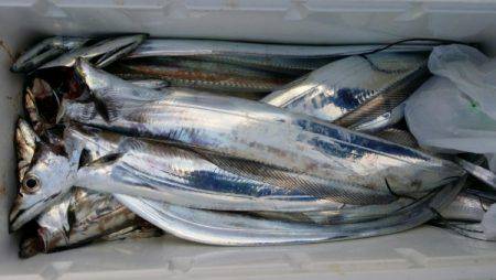 オーフリー 釣果