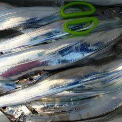 オーフリー 釣果