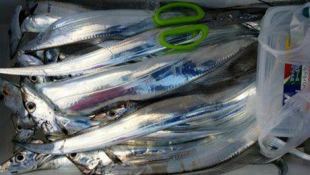 オーフリー 釣果