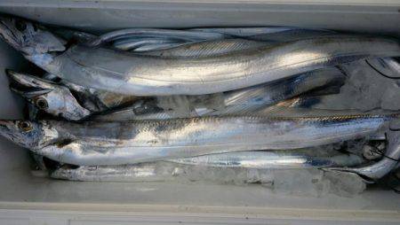 オーフリー 釣果