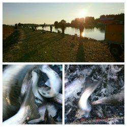 みどりフィッシングエリア 釣果