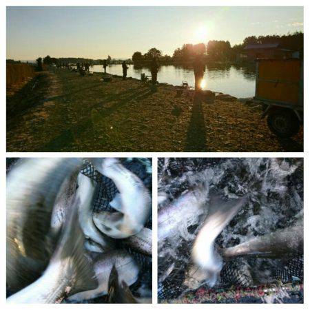 みどりフィッシングエリア 釣果