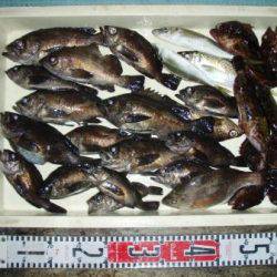 朝日丸 釣果