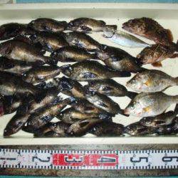 朝日丸 釣果