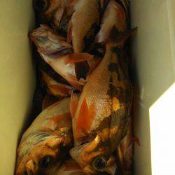 モンロー号 釣果