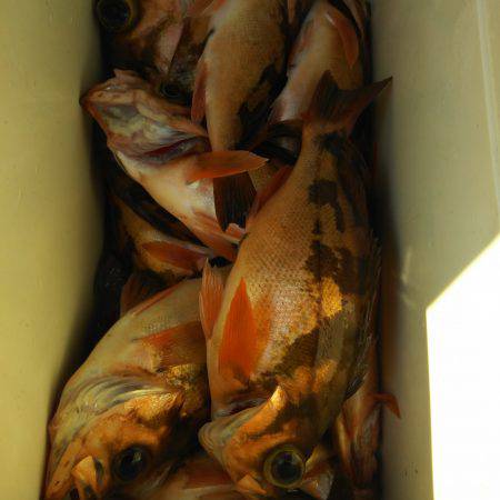 モンロー号 釣果