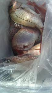 桃太郎丸 釣果