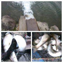 みどりフィッシングエリア 釣果