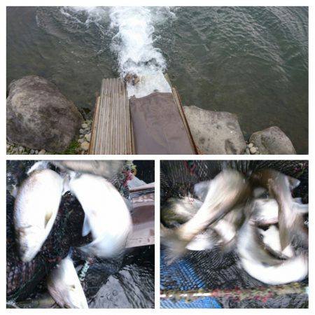 みどりフィッシングエリア 釣果