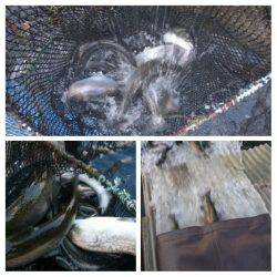 みどりフィッシングエリア 釣果