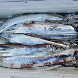 オーフリー 釣果