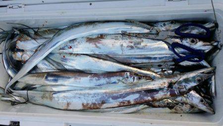 オーフリー 釣果