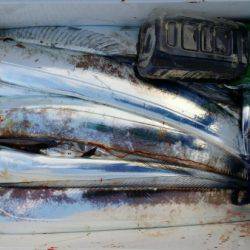 オーフリー 釣果