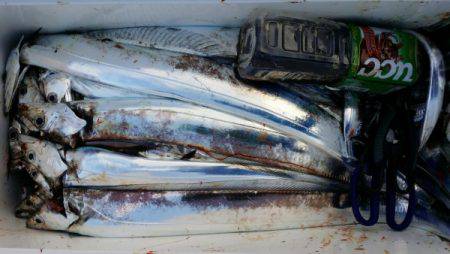 オーフリー 釣果