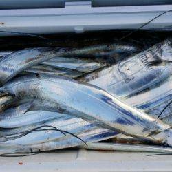 オーフリー 釣果