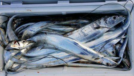 オーフリー 釣果