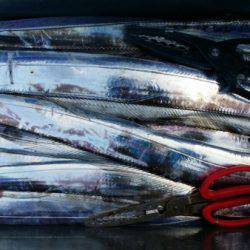 オーフリー 釣果