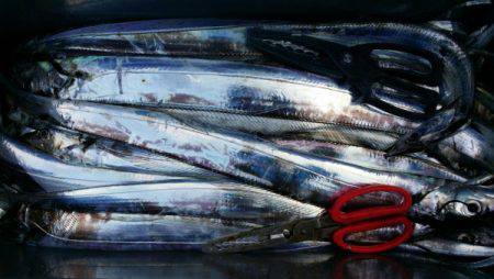 オーフリー 釣果