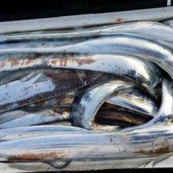 オーフリー 釣果