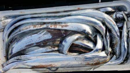 オーフリー 釣果