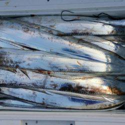 オーフリー 釣果