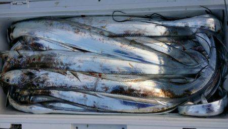 オーフリー 釣果