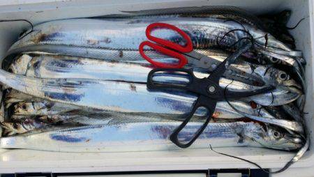 オーフリー 釣果