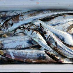 オーフリー 釣果