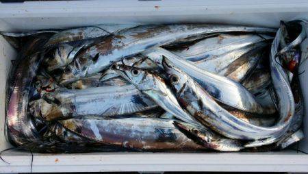 オーフリー 釣果