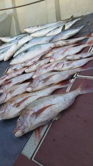飛燕さくら丸 釣果