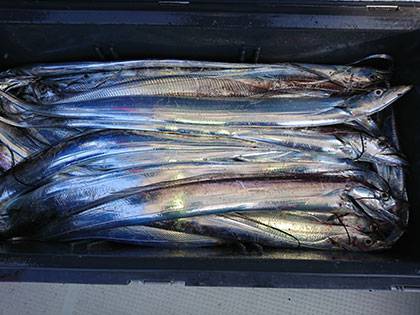 松本釣船2 釣果