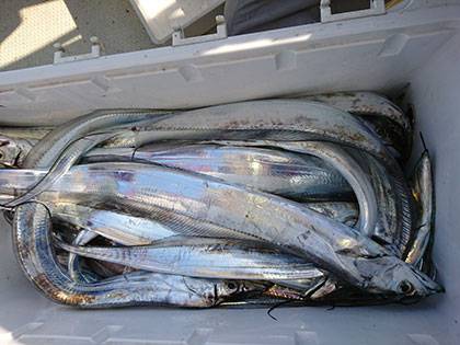 松本釣船2 釣果